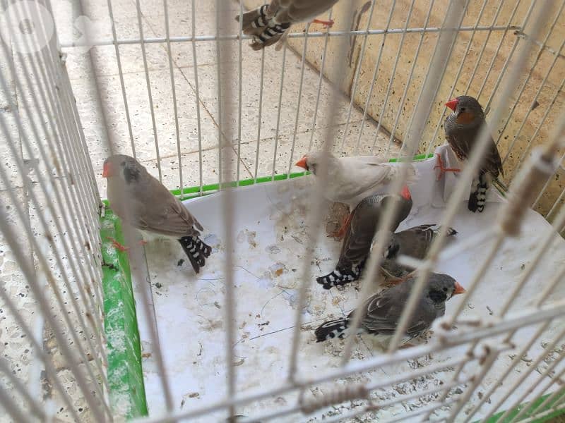 zebra finches طيور جنة 1