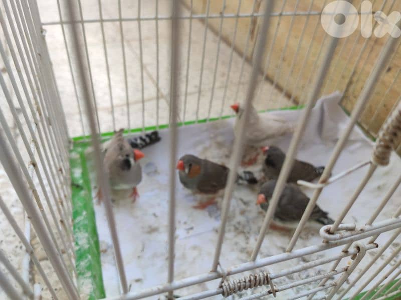 zebra finches طيور جنة 2