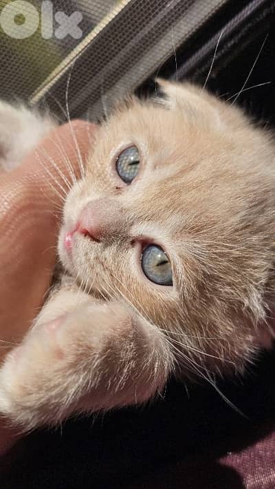 Scottish fold cream shaded kitten