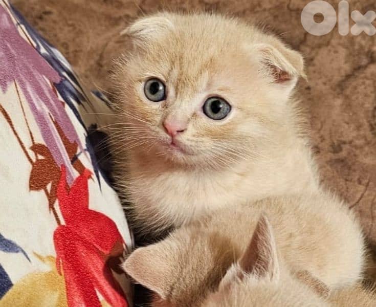 Scottish fold cream shaded kitten 1
