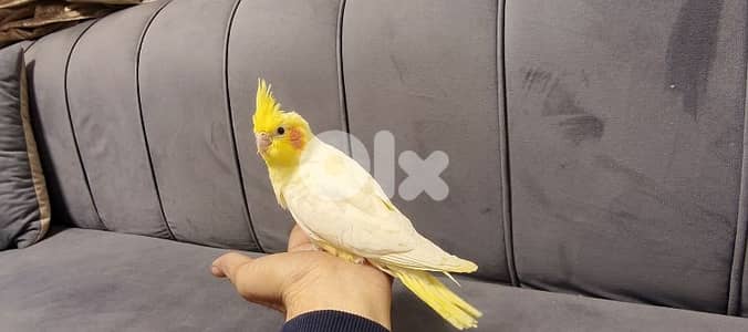 فراخ كروان تزقيم