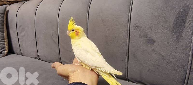 فراخ كروان تزقيم 1