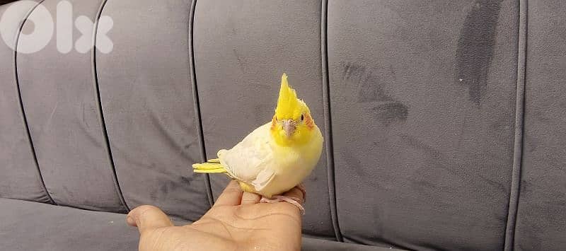 فراخ كروان تزقيم 2