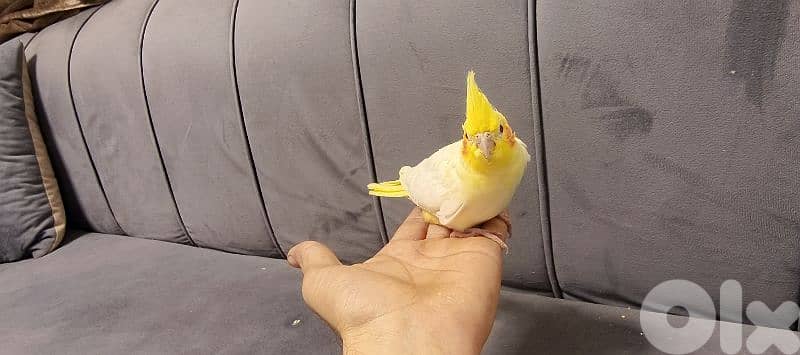 فراخ كروان تزقيم 3