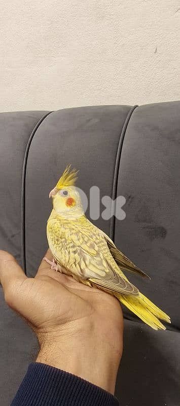 فراخ كروان تزقيم 4