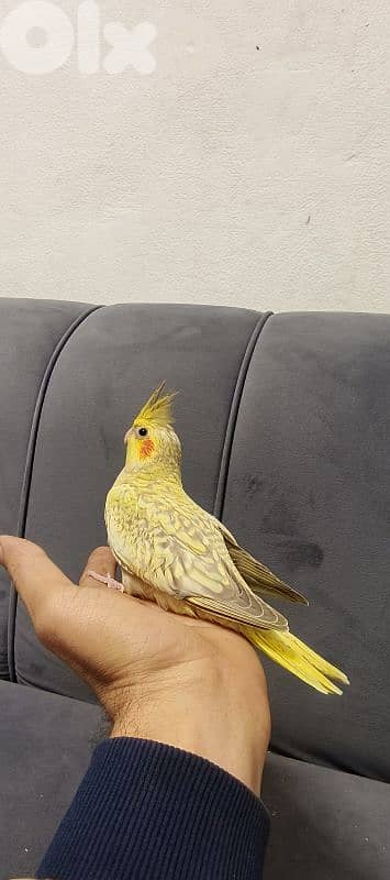 فراخ كروان تزقيم 5