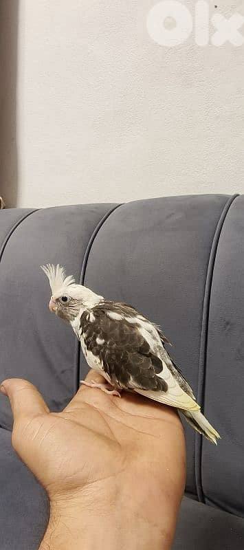 فراخ كروان تزقيم 6