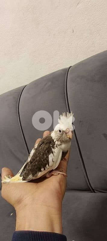 فراخ كروان تزقيم 7