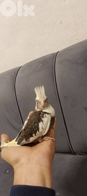 فراخ كروان تزقيم 8