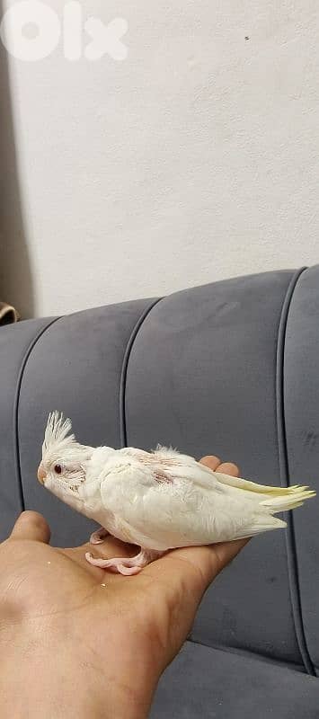 فراخ كروان تزقيم 9