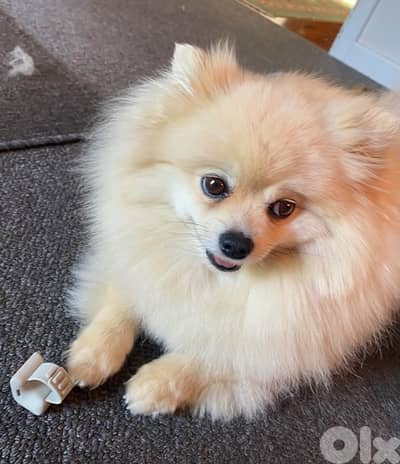 pomeranian