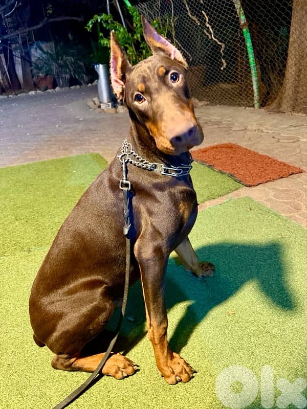male european doberman 1