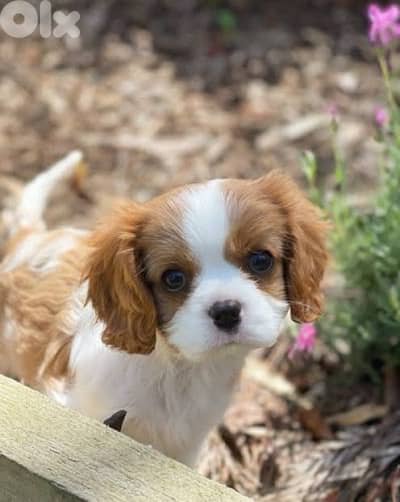 cavalier king charles puppy