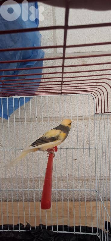 جوز كنارات جذري جاهزين