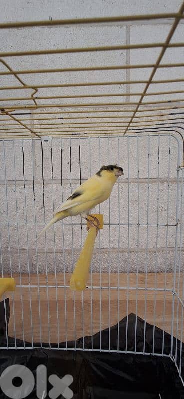 جوز كنارات جذري جاهزين 1