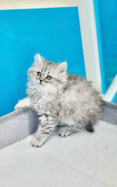Adorable Persian silver kitten