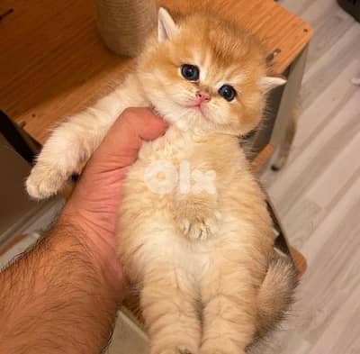 british gold 70485808