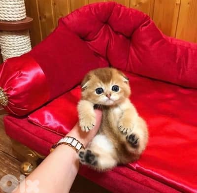 british gold 70485808