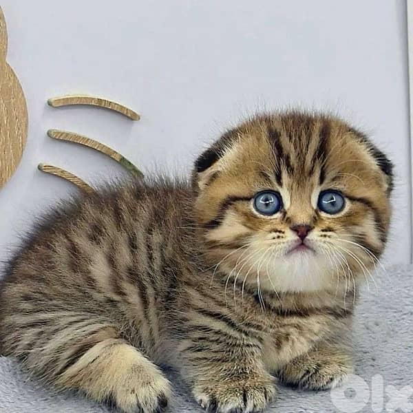 british gold 70485808 2