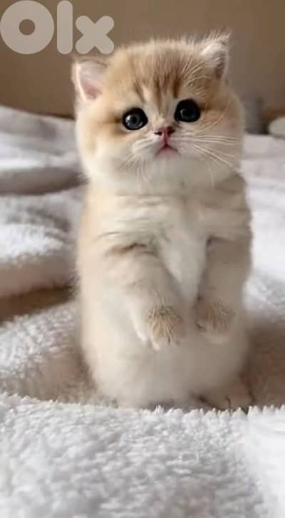 scottish gold 70485808