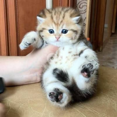 scottish gold 70485808