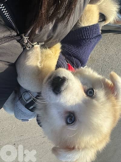 alaskan husky puppy friendly