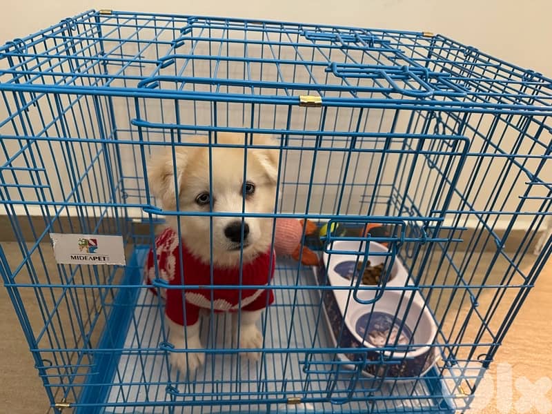 alaskan husky puppy friendly 2