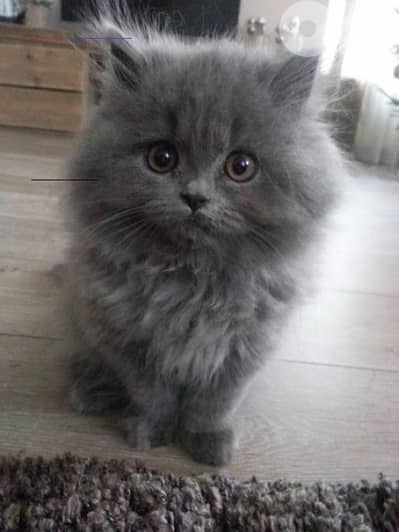 British kitten long hair