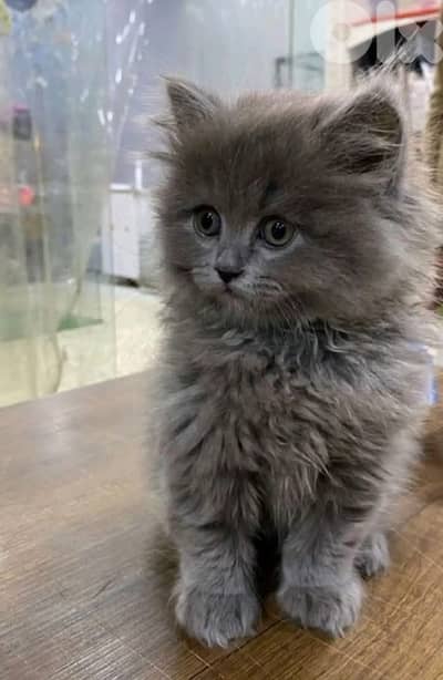 British long hair  Grey kitten