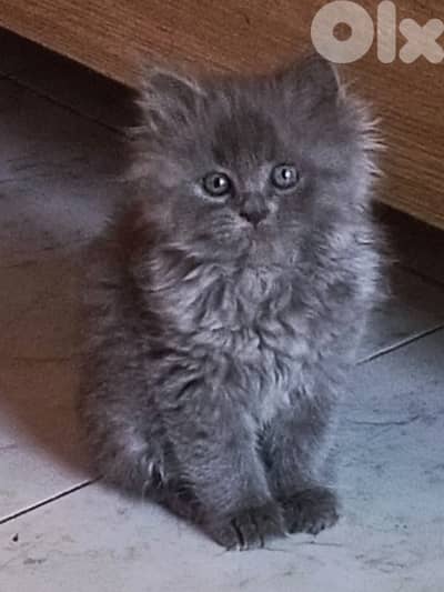 British Kitten
