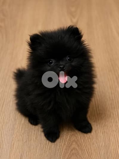 imported puppy Pomeranian black DELIVERY