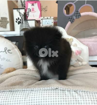 Imported Black Pomeranian puppy delivery too