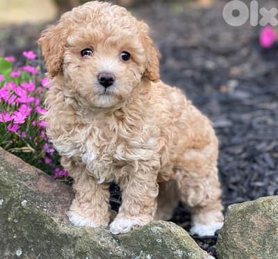 Imported Apricot Poodle puppy