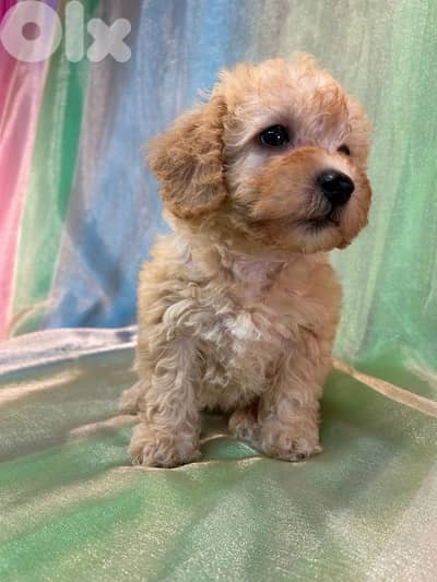 Imported Poodle Cream puppy