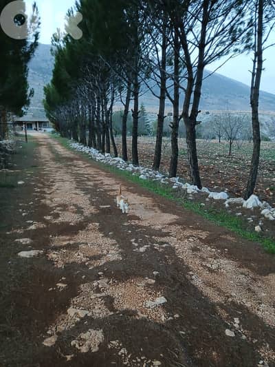 أرض زراعية - سكنية للبيع في قليا- الدلافة قضاء جب جنين - البقاع الغربي