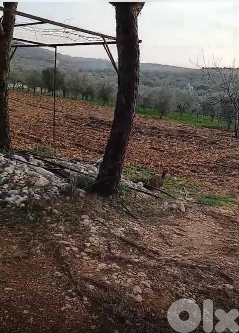 أرض زراعية - سكنية للبيع في قليا- الدلافة قضاء جب جنين - البقاع الغربي 4
