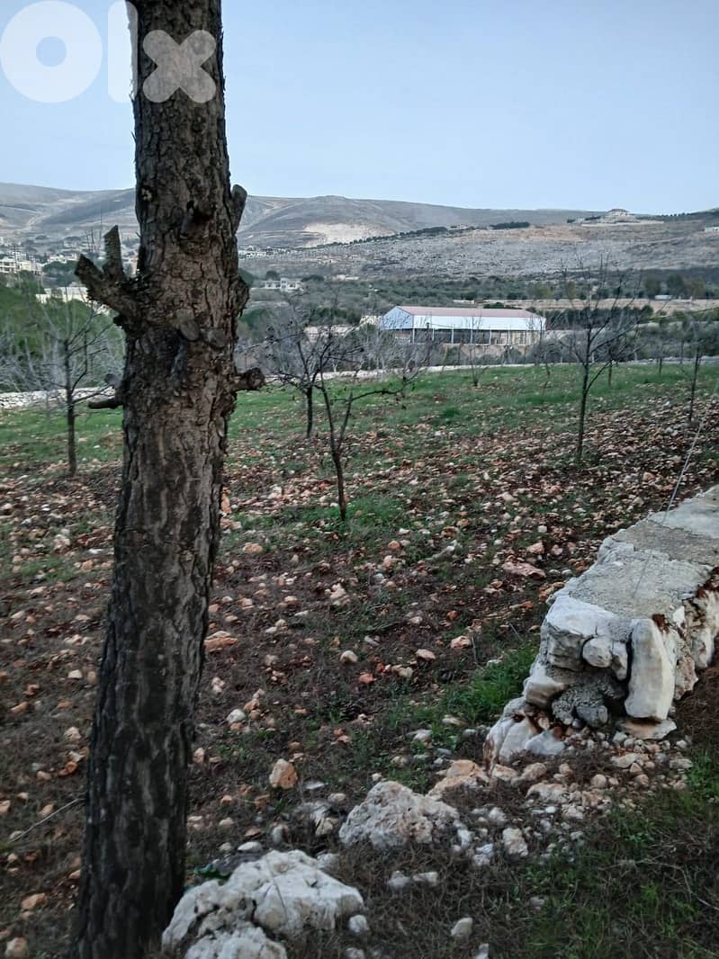 أرض زراعية - سكنية للبيع في قليا- الدلافة قضاء جب جنين - البقاع الغربي 9