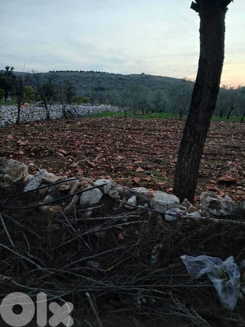 أرض زراعية - سكنية للبيع في قليا- الدلافة قضاء جب جنين - البقاع الغربي 11