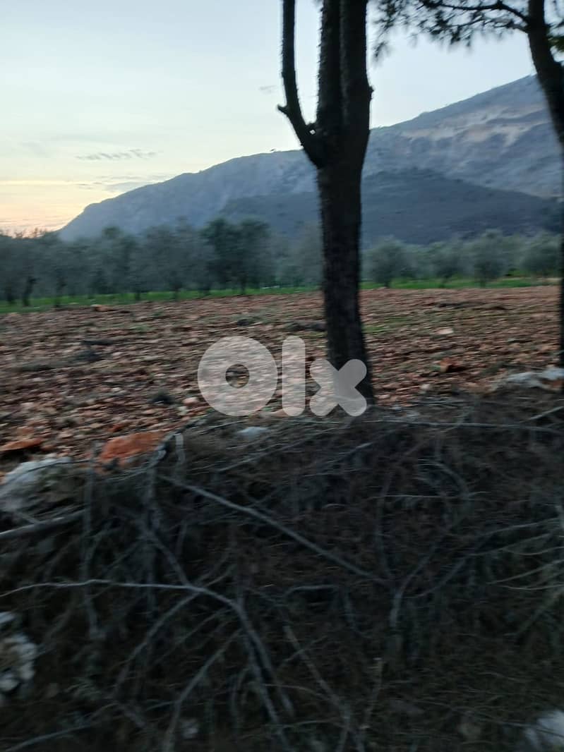 أرض زراعية - سكنية للبيع في قليا- الدلافة قضاء جب جنين - البقاع الغربي 12