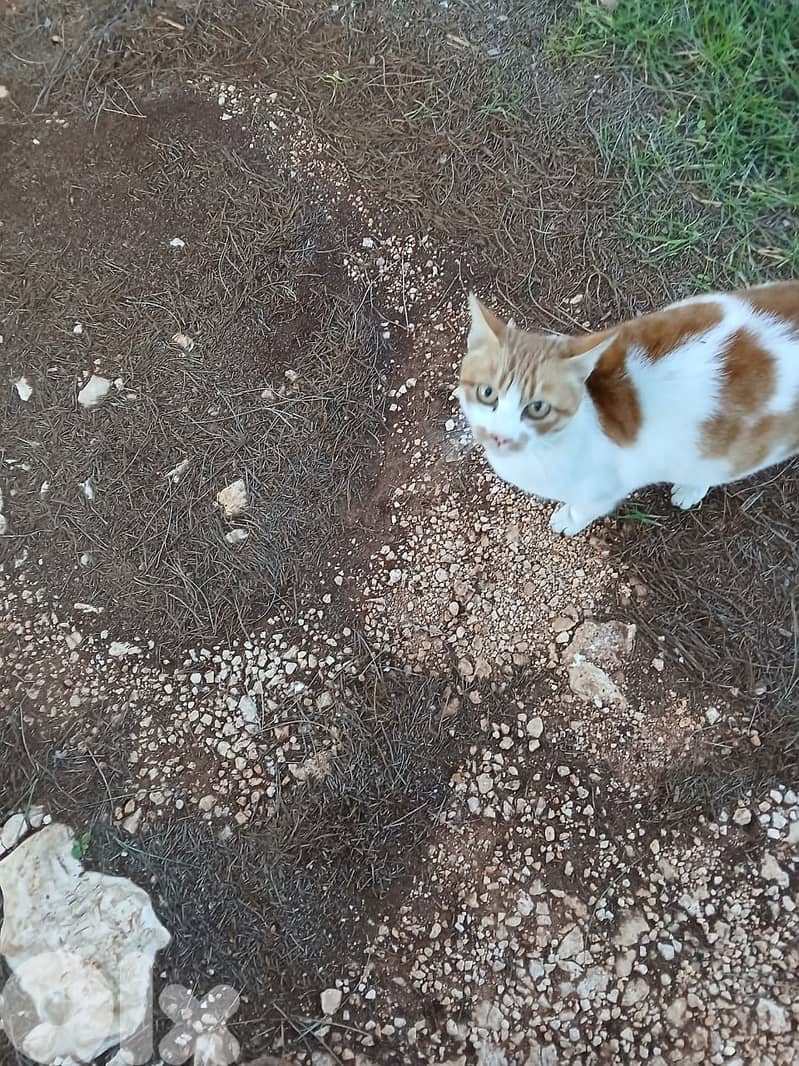 أرض زراعية - سكنية للبيع في قليا- الدلافة قضاء جب جنين - البقاع الغربي 14