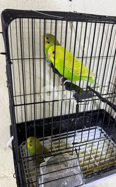 3  طيور الحب للبيع