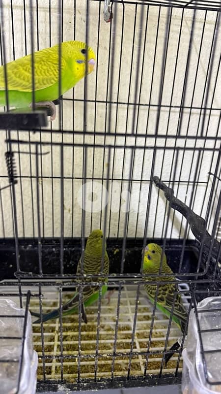 3  طيور الحب للبيع 1
