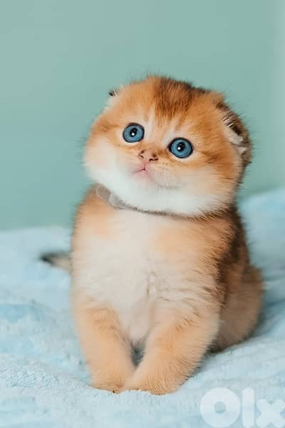 scottish gold 70485808