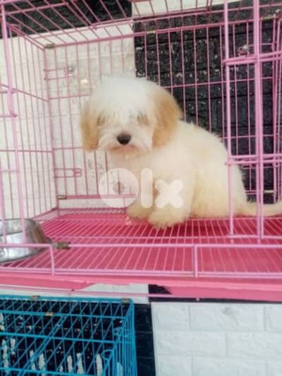 أحلى الأسعار