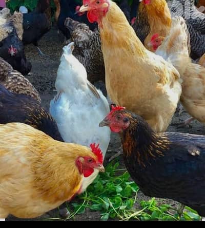 أحلى الأسعار