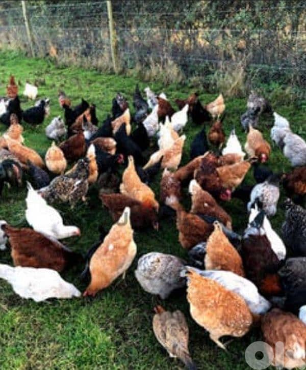 أحلى الأسعار 1