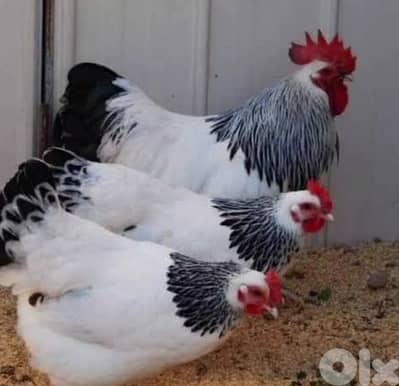 أحلى الأسعار