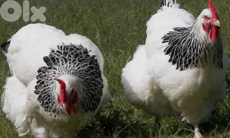 أحلى الأسعار 1