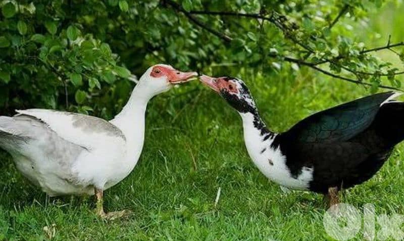 أحلى الأسعار 1