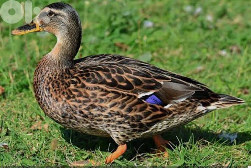 أحلى الأسعار 2